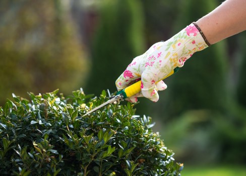Hedge cutting service for Brixton homes and front gardens